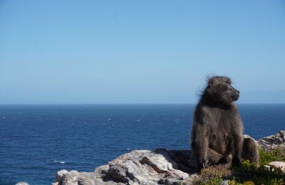 Baboon at Cape of Good Hope